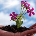 nurturing growth illustrated via a flowering plant on a womans palm of hand