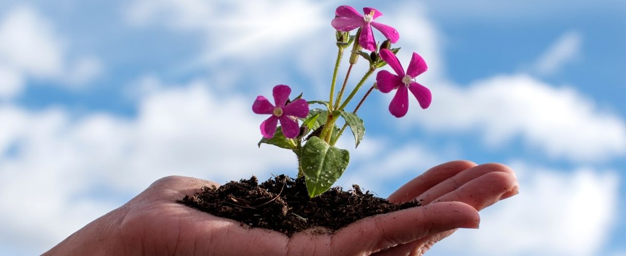 nurturing growth illustrated via a flowering plant on a womans palm of hand