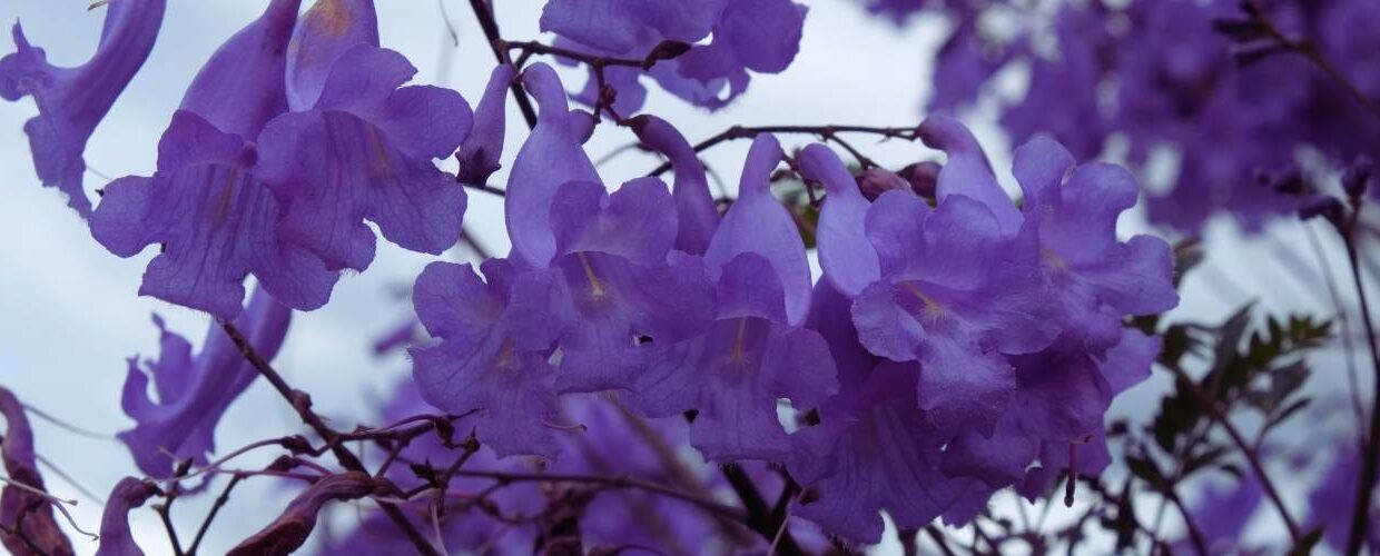 jacaranda flowers at nirvana wellbeing retreat