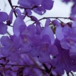 jacaranda flowers at nirvana wellbeing retreat